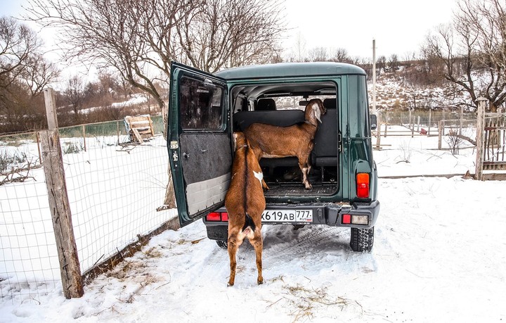 uaz