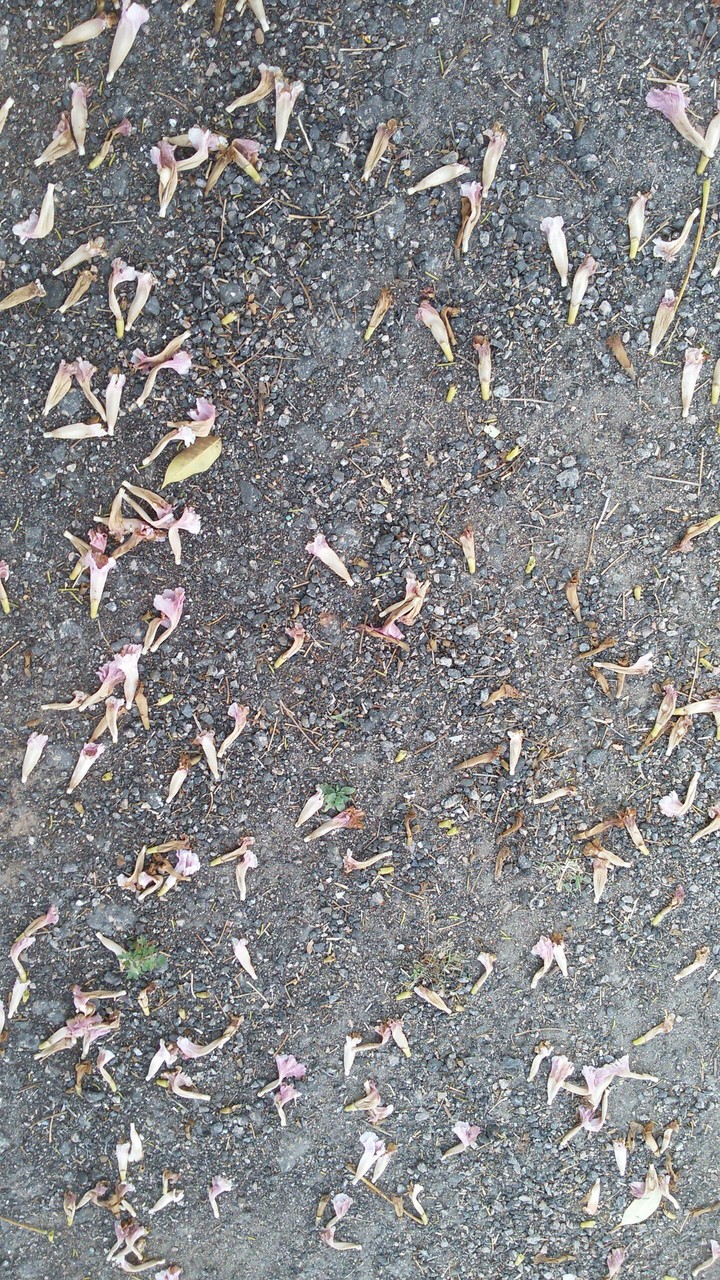 Folhas e flores secas