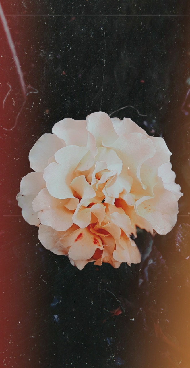 ◇rose flowers◇