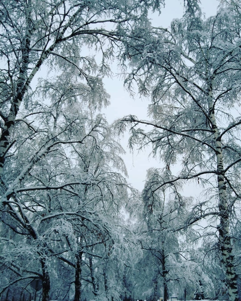 winter fairytale