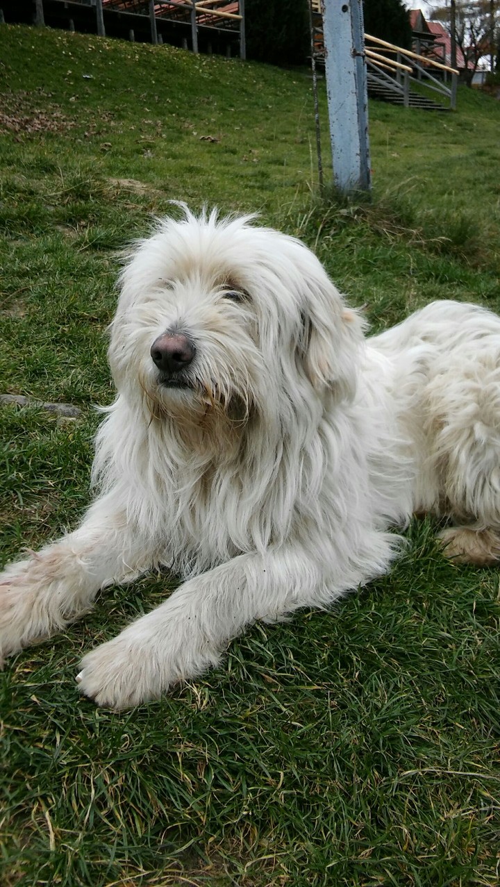 Pieseł 