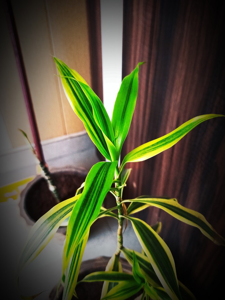 plants