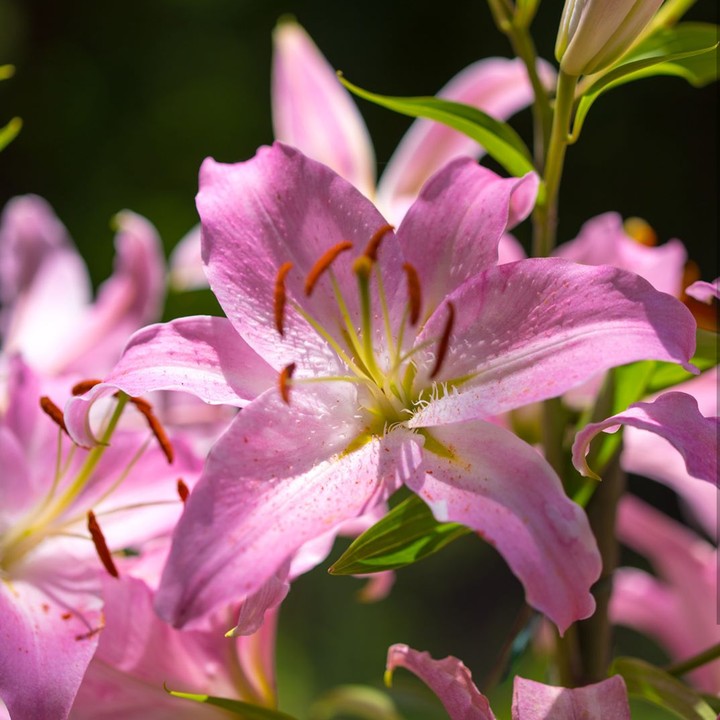 lilium