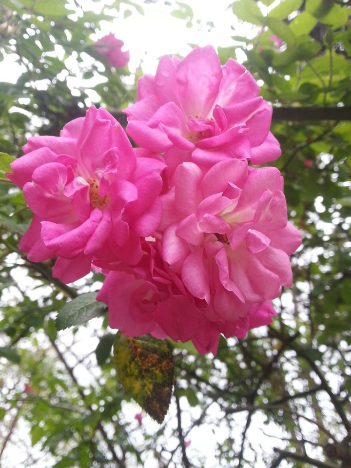 Pink Rose