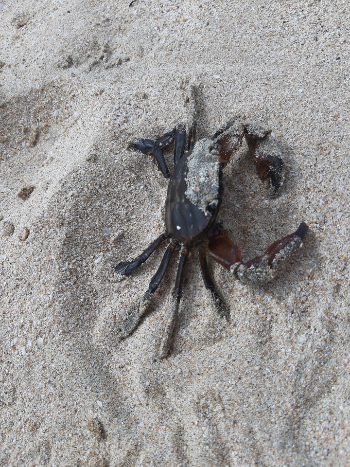 mr. crab