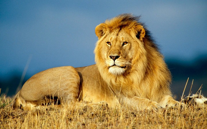 Real king