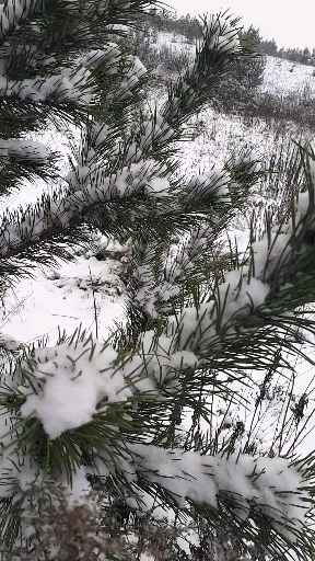 зимний сон