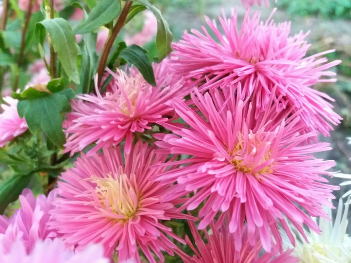 flowers