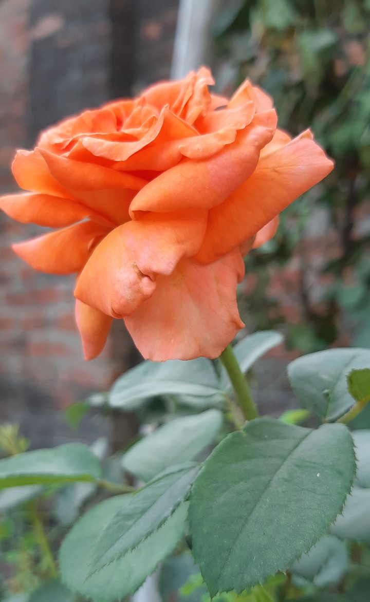 orange rose