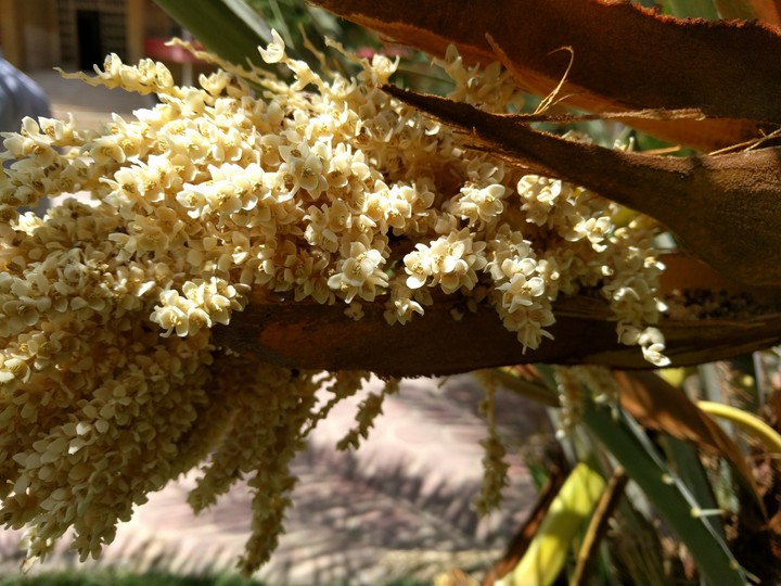 date flower in spring