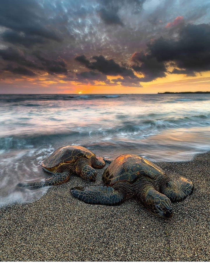 Turtles