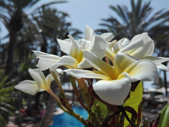 wonderful flower