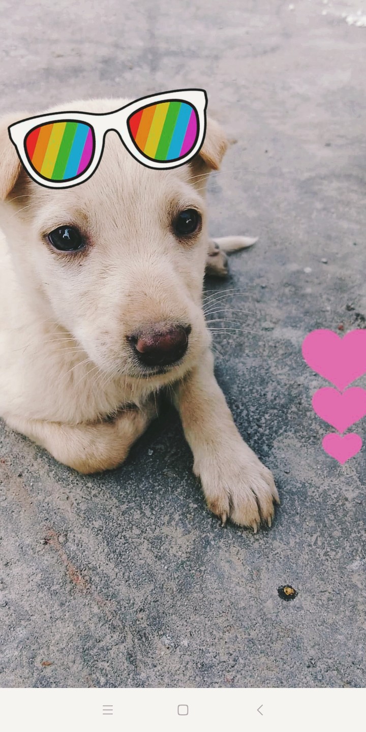 Loyal Love