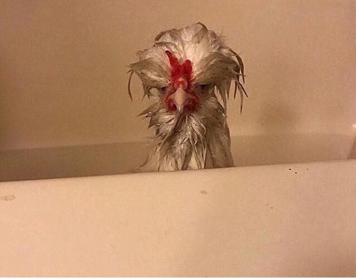 ugly chicken