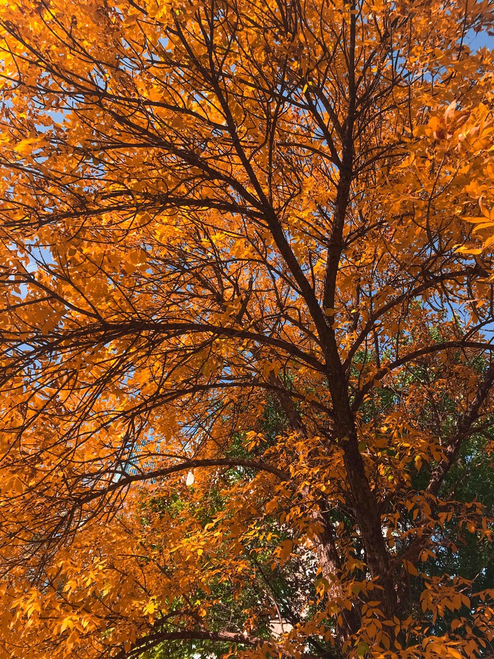 tree