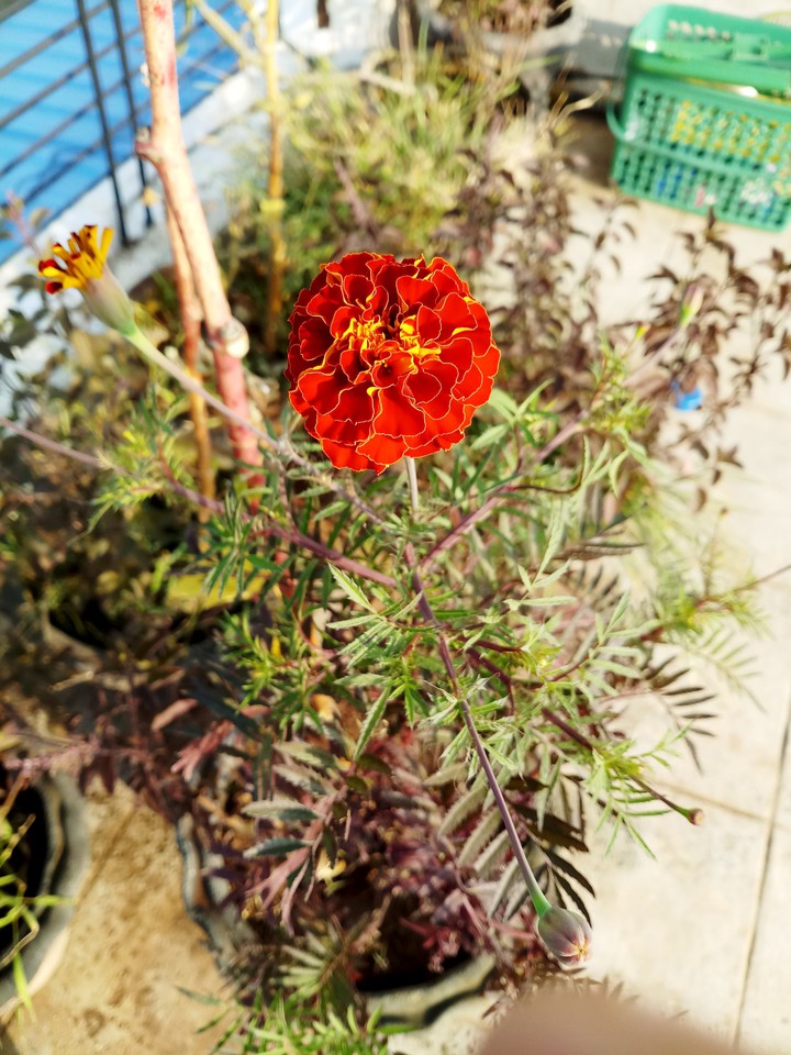 Marigold