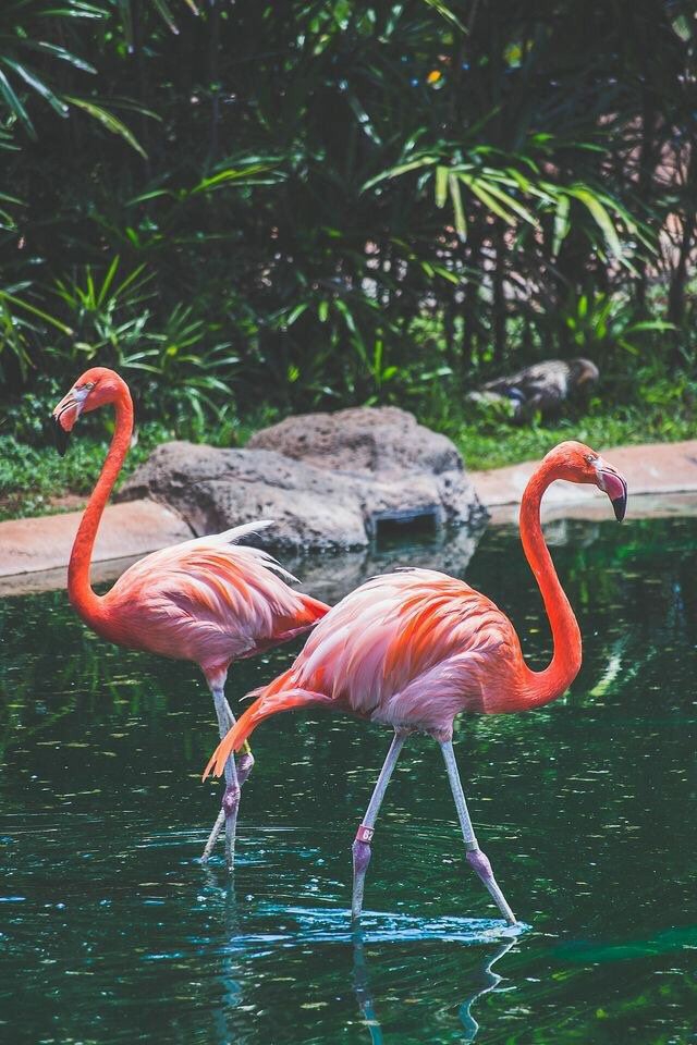 flamingo