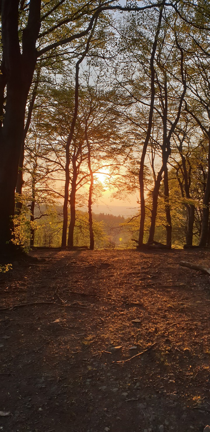 Wald