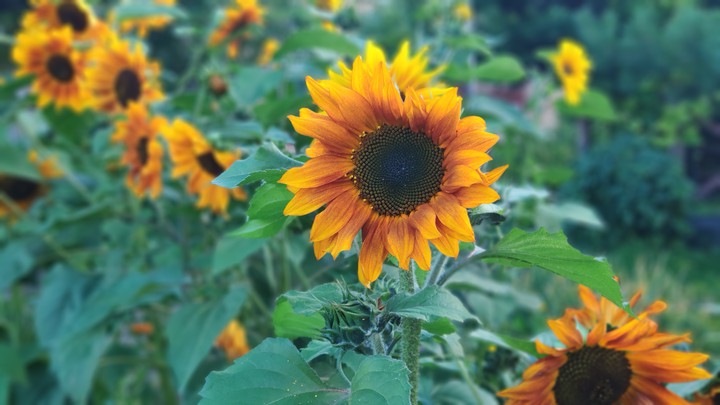 sunflowers