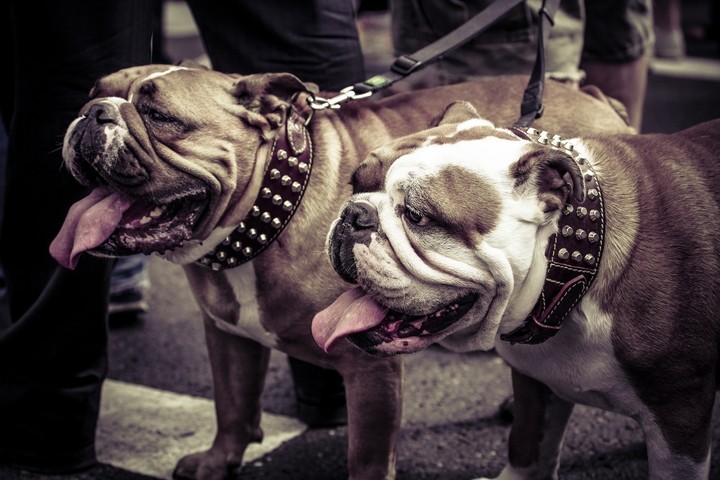 #dog#dogylover#pitbul #pitbulover#carzypitbul