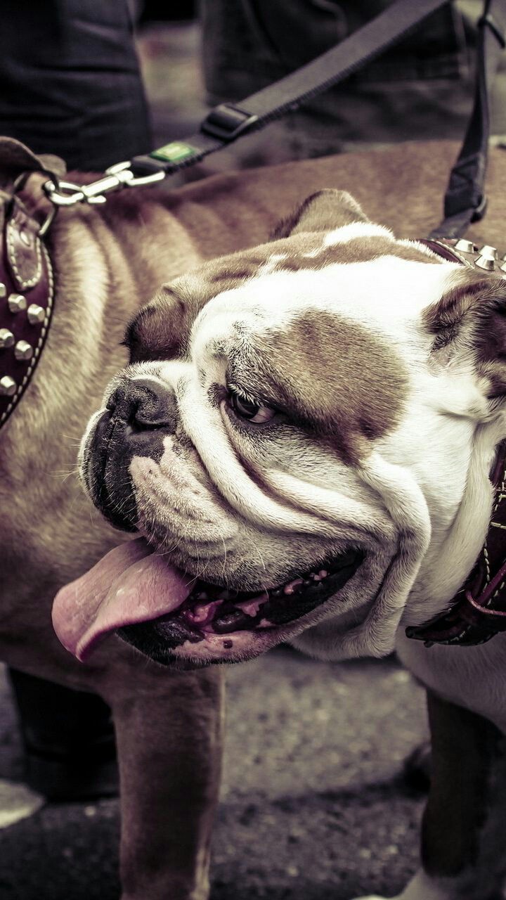bulldogs