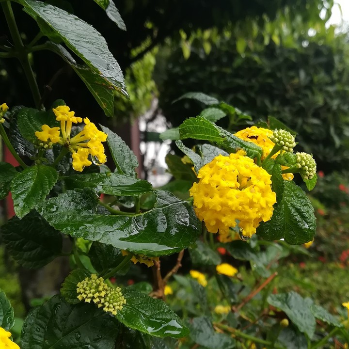 Flores amarillas