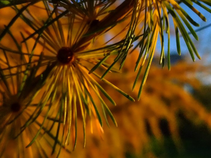 Larch