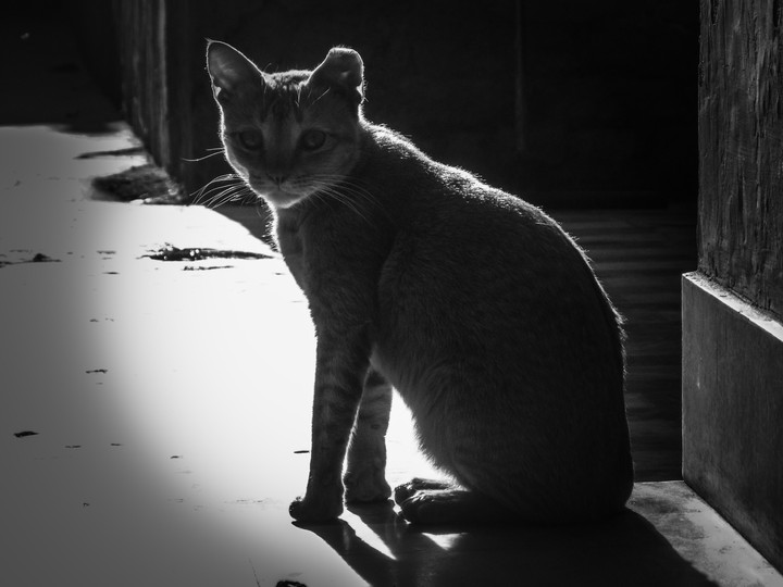 my cat