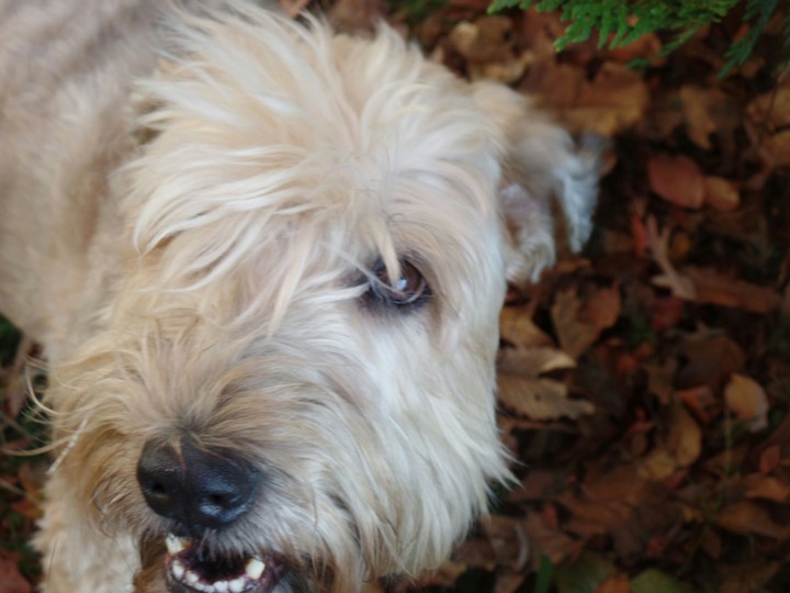 fall doggie