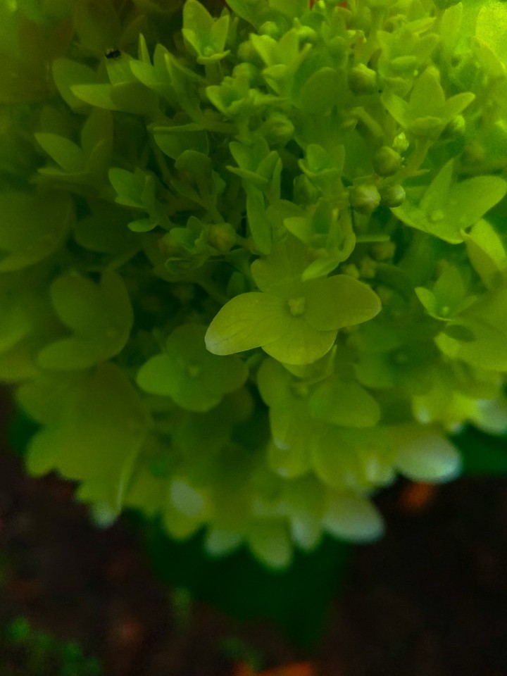 Hydrangea