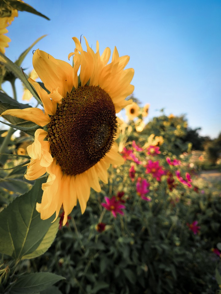 Sunflower