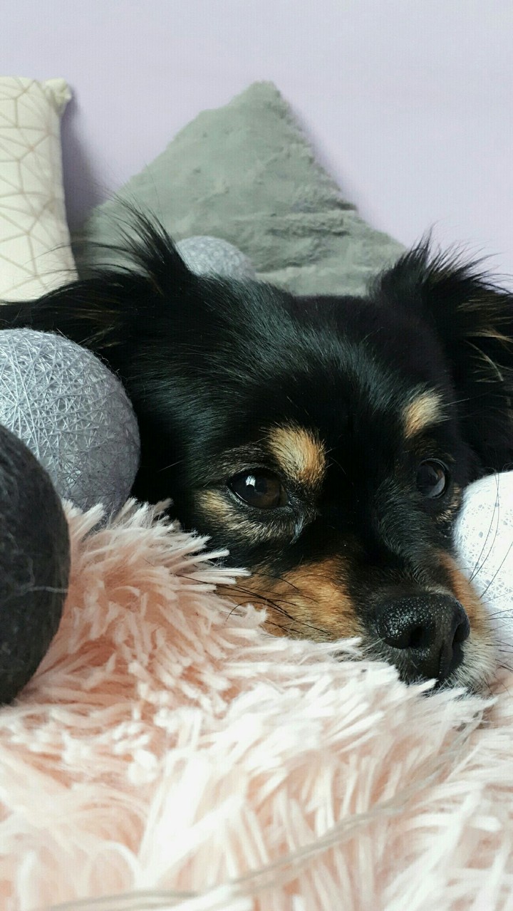 dog 