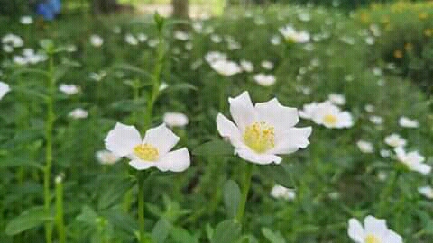 Beautiful morning flowers.