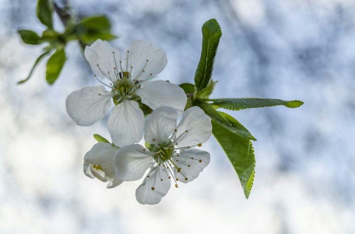 Flower