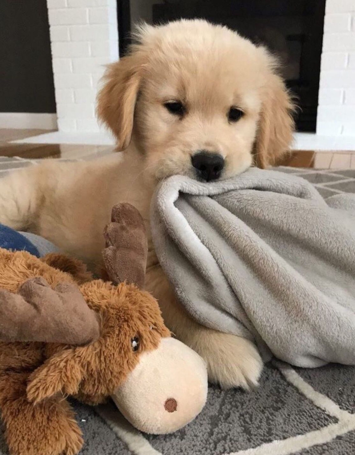 It dog with its play.