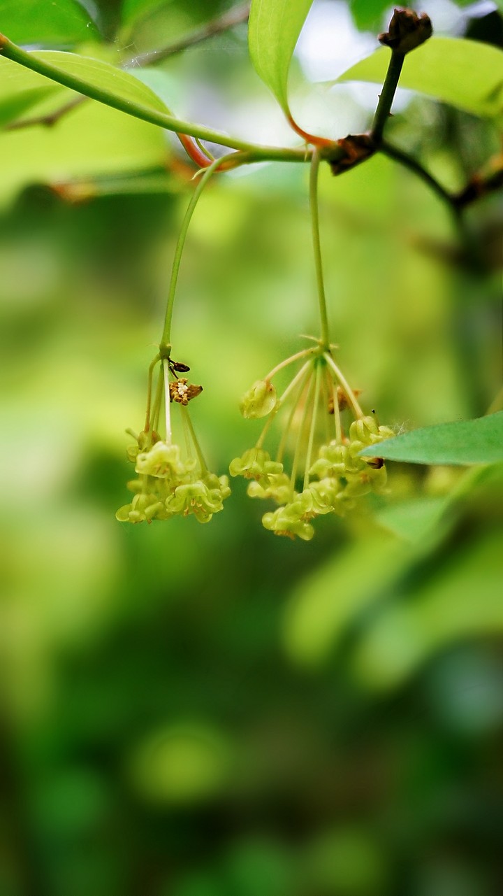 Smilax china ❤