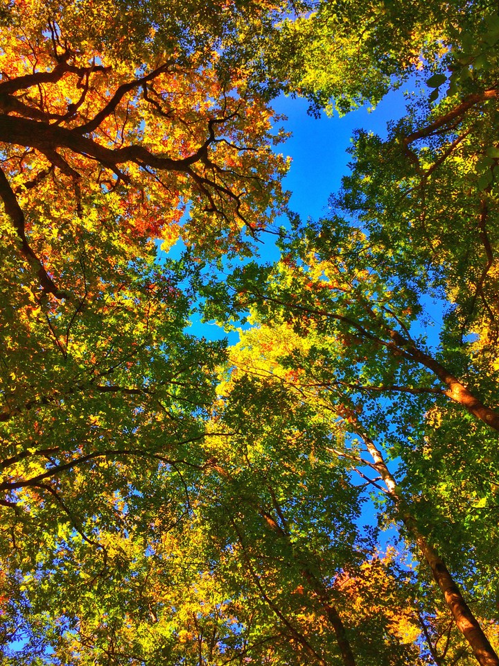 Trees