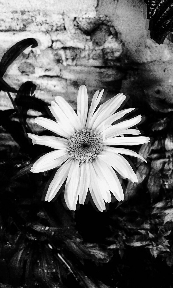 Margarita en Blanco&Negro