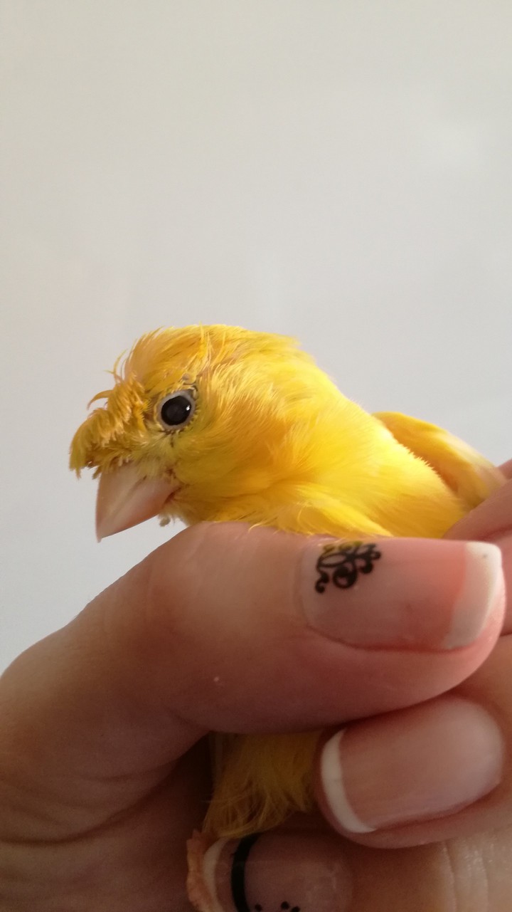 Cresta, Canario Gloster