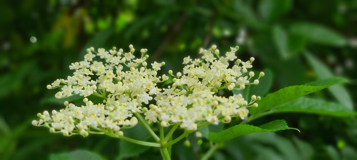 Blumen