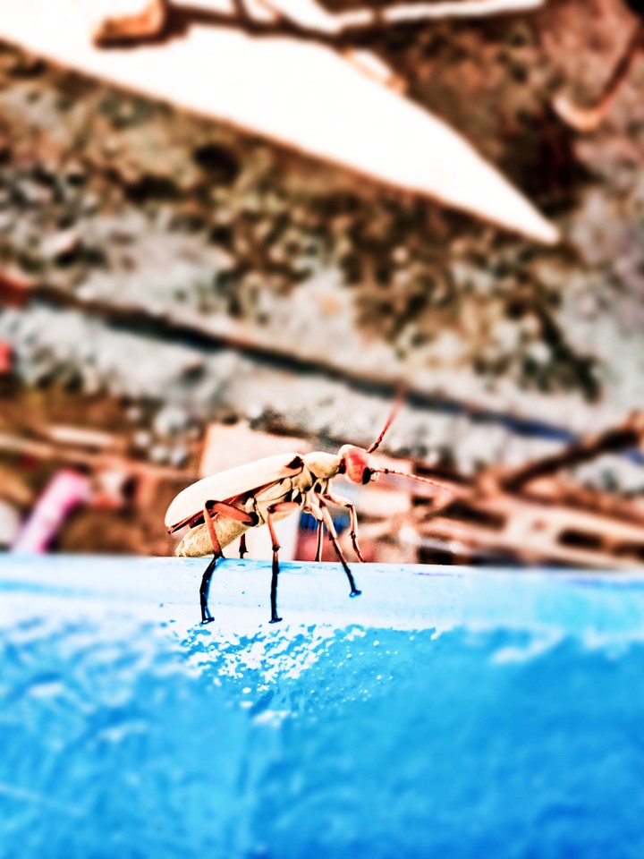 blister beetle
