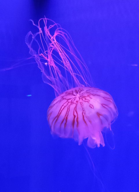 jellyfish