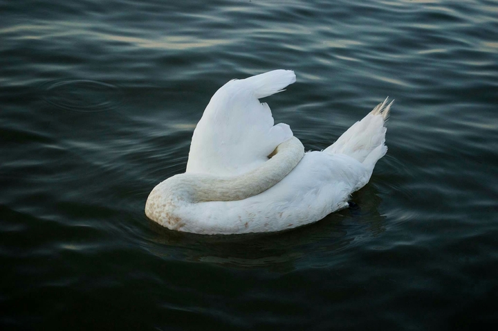 Swan dream
