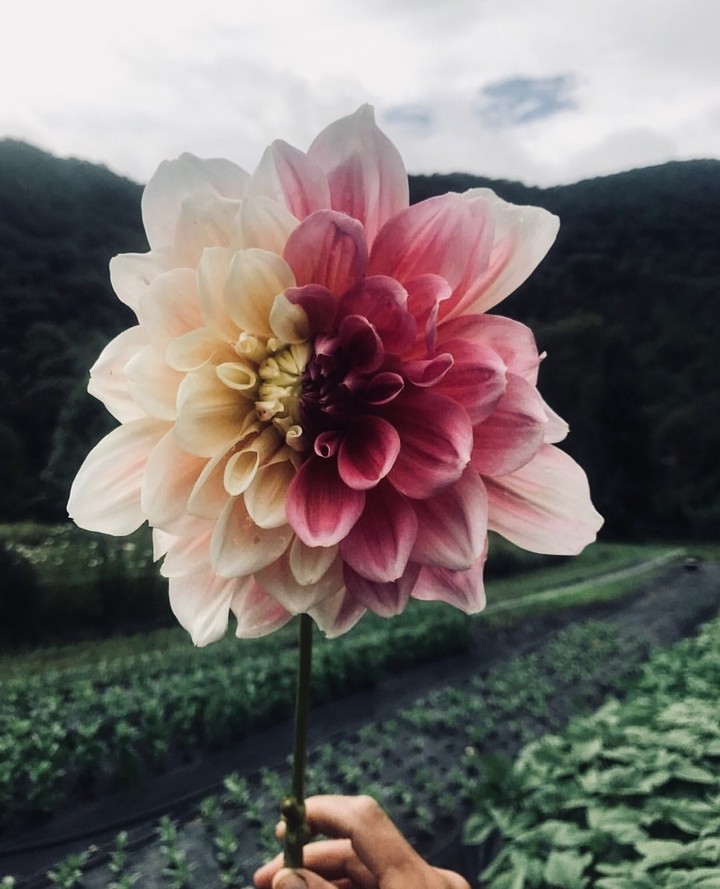 flower from Tumblr