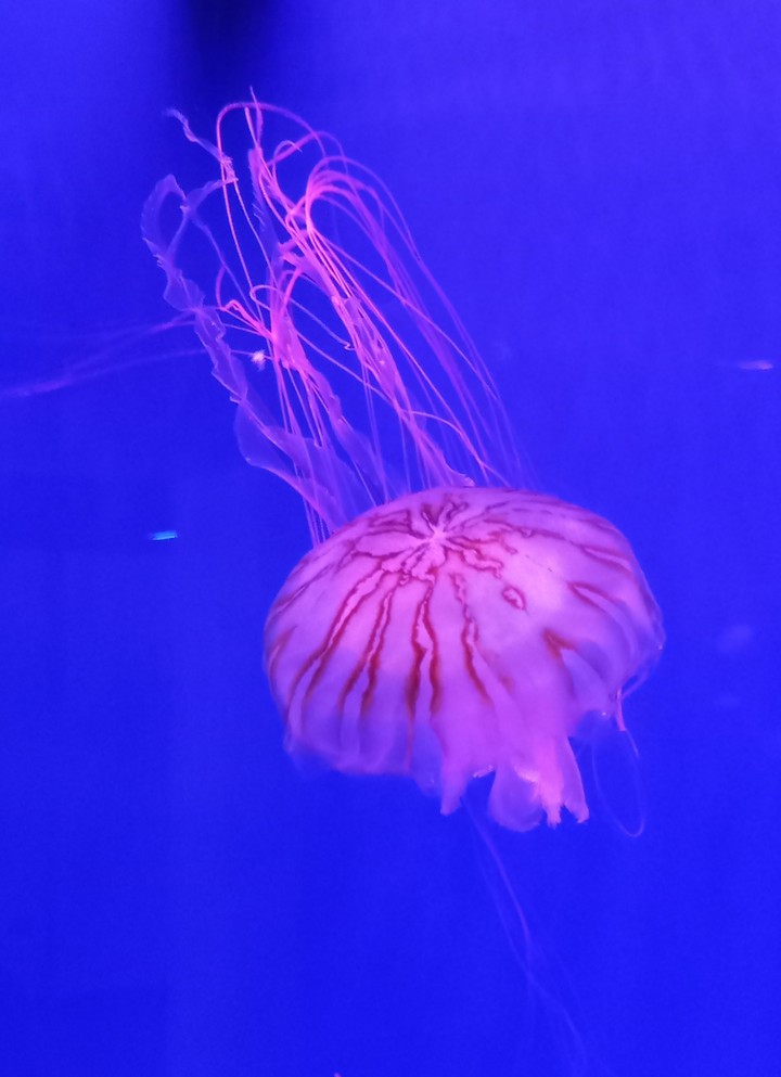 jellyfish