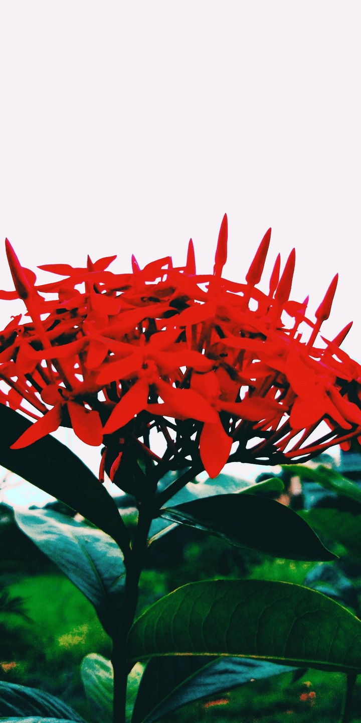 Red flower