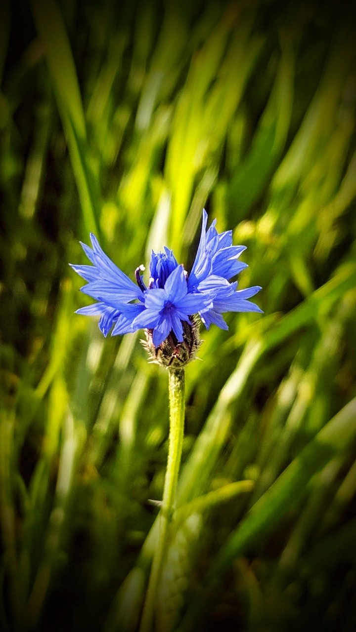 blue flower