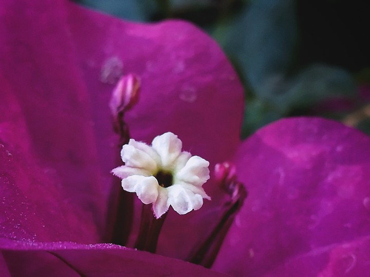 Vinca de Madagascar