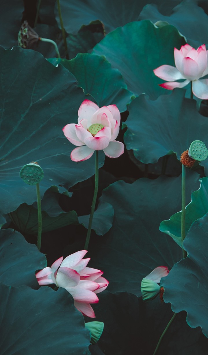 beautiful flowers