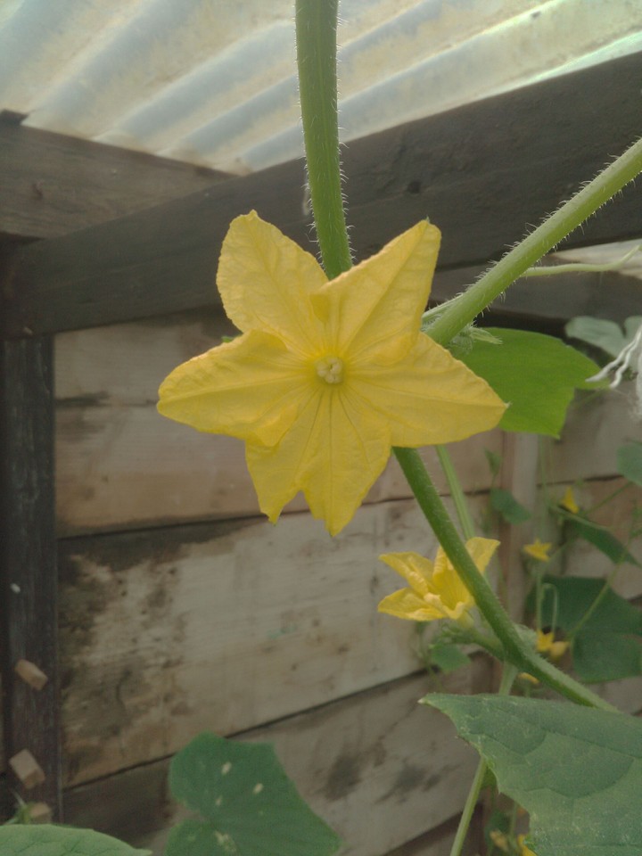 Fleur